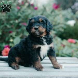 Mason, Mini Bernedoodle Puppy