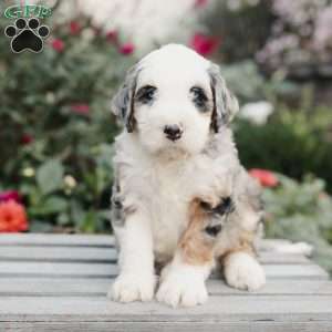 Maverick, Mini Bernedoodle Puppy