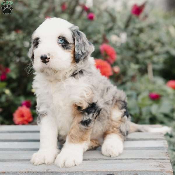 Maverick, Mini Bernedoodle Puppy