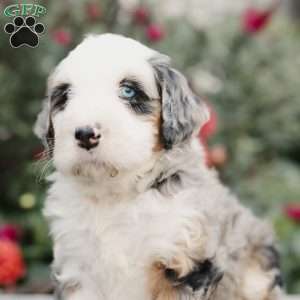 Maverick, Mini Bernedoodle Puppy