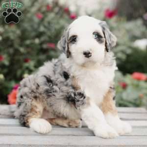 Maverick, Mini Bernedoodle Puppy