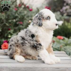 Maverick, Mini Bernedoodle Puppy