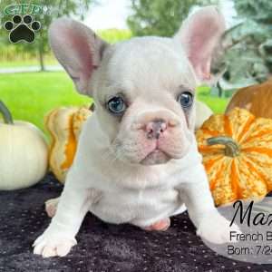 Max, French Bulldog Puppy
