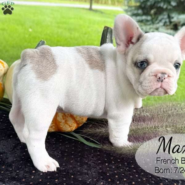 Max, French Bulldog Puppy
