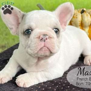 Max, French Bulldog Puppy