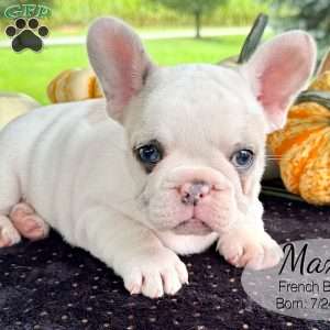 Max, French Bulldog Puppy