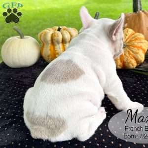 Max, French Bulldog Puppy
