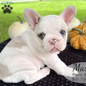 Max, French Bulldog Puppy