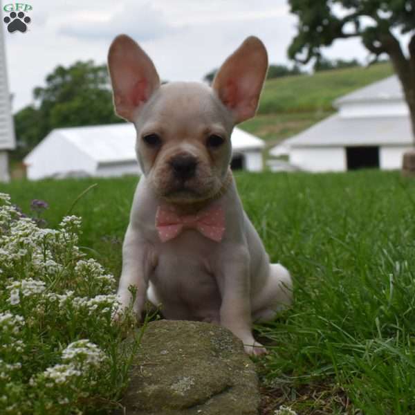 Mckenzie, French Bulldog Mix Puppy