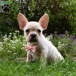 Mckenzie, French Bulldog Mix Puppy