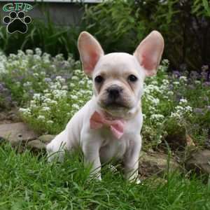 Mckenzie, French Bulldog Mix Puppy