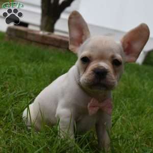 Mckenzie, French Bulldog Mix Puppy