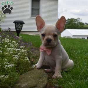 Mckenzie, French Bulldog Mix Puppy