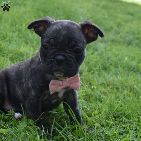 Mia, French Bulldog Mix Puppy