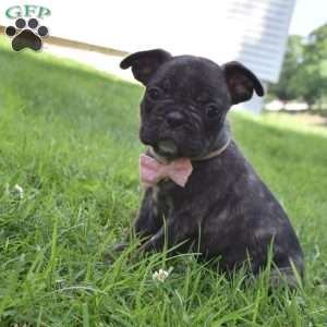 Mia, French Bulldog Mix Puppy