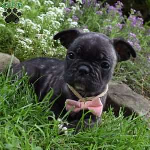 Mia, French Bulldog Mix Puppy