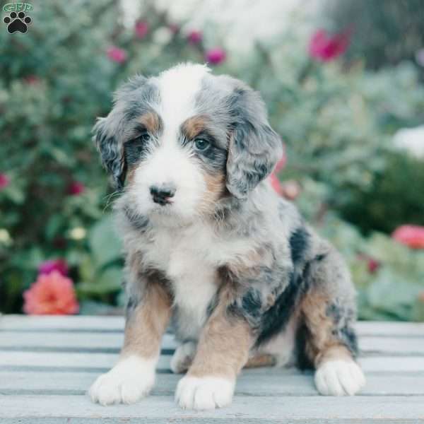 Mickey, Mini Bernedoodle Puppy