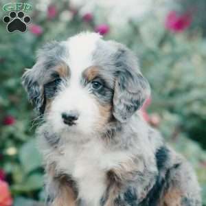 Mickey, Mini Bernedoodle Puppy