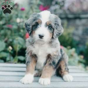 Mickey, Mini Bernedoodle Puppy