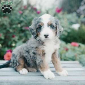 Mickey, Mini Bernedoodle Puppy