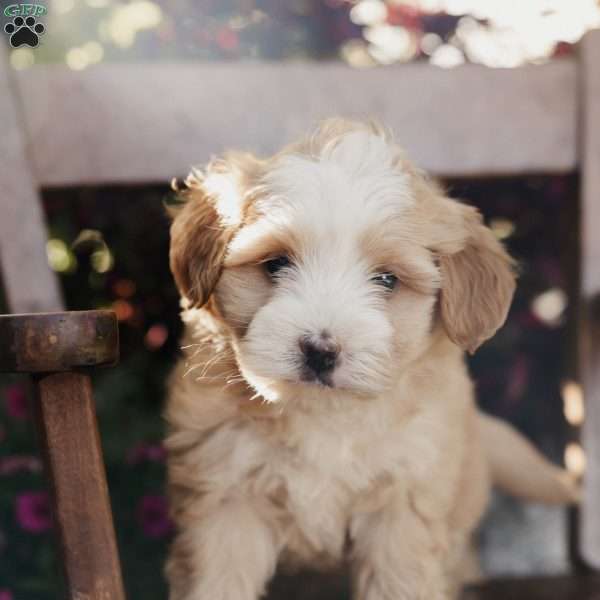 Mickey, Mini Bernedoodle Puppy