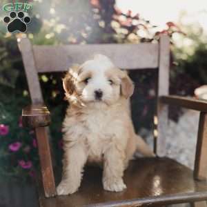 Mickey, Mini Bernedoodle Puppy