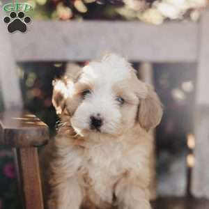 Mickey, Mini Bernedoodle Puppy