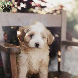 Mickey, Mini Bernedoodle Puppy
