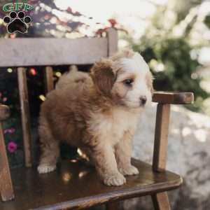 Mickey, Mini Bernedoodle Puppy