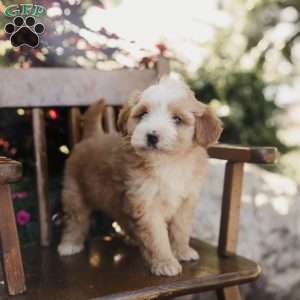 Mickey, Mini Bernedoodle Puppy