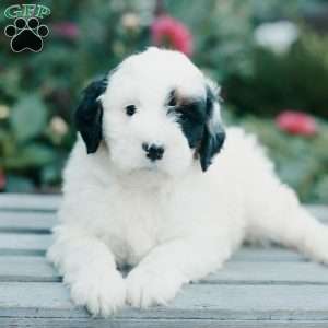 Millie, Mini Bernedoodle Puppy