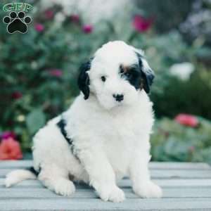Millie, Mini Bernedoodle Puppy