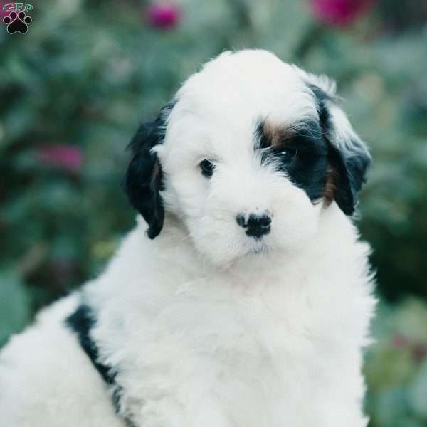 Millie, Mini Bernedoodle Puppy