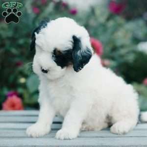 Millie, Mini Bernedoodle Puppy