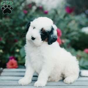 Millie, Mini Bernedoodle Puppy