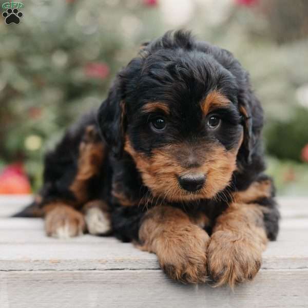 Milo, Mini Bernedoodle Puppy