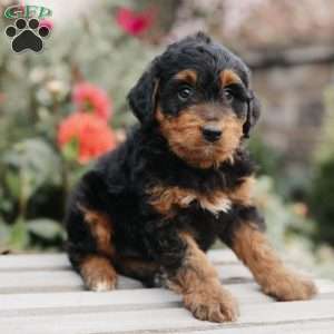 Milo, Mini Bernedoodle Puppy
