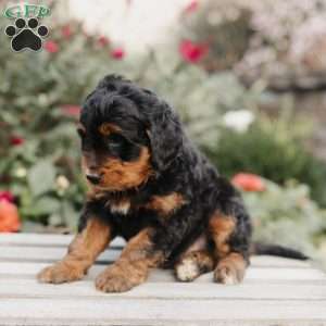 Milo, Mini Bernedoodle Puppy