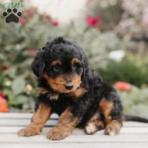 Milo, Mini Bernedoodle Puppy