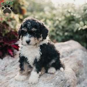 Molly, Mini Bernedoodle Puppy