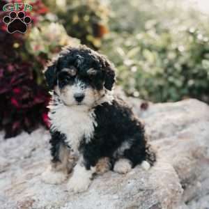 Molly, Mini Bernedoodle Puppy