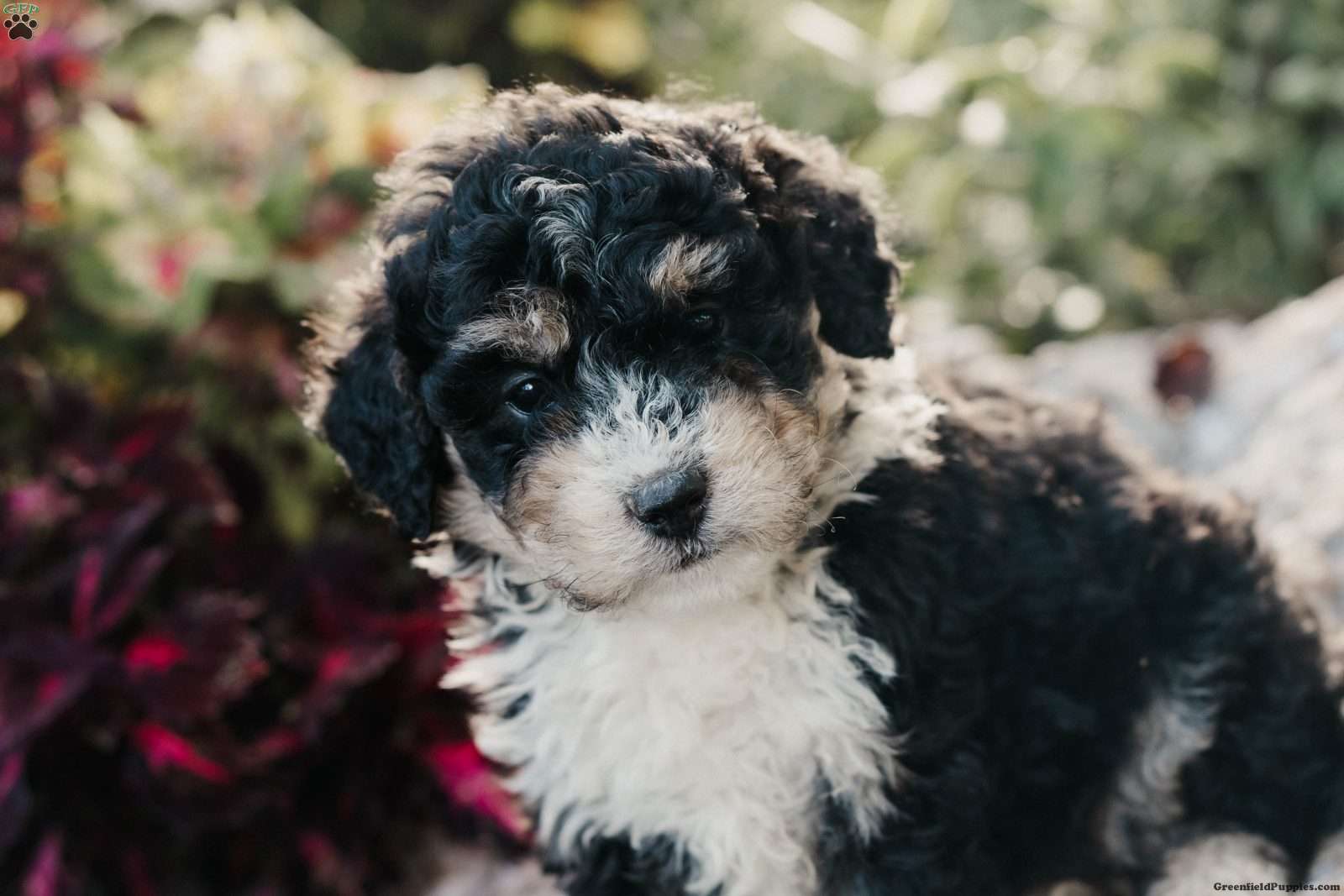 Molly