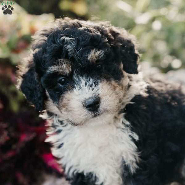 Molly, Mini Bernedoodle Puppy