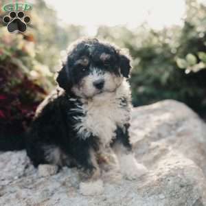 Molly, Mini Bernedoodle Puppy
