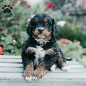Moose, Mini Bernedoodle Puppy