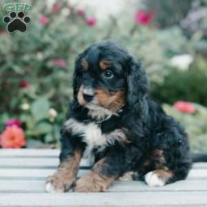 Moose, Mini Bernedoodle Puppy