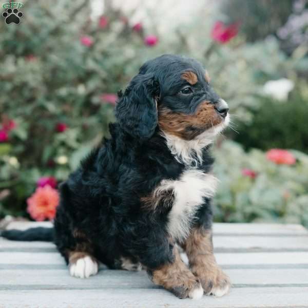 Moose, Mini Bernedoodle Puppy