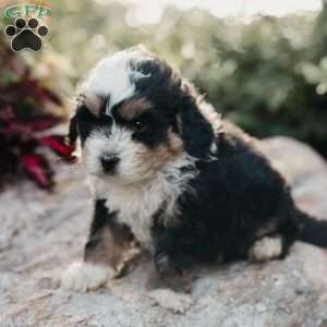 Moose, Mini Bernedoodle Puppy