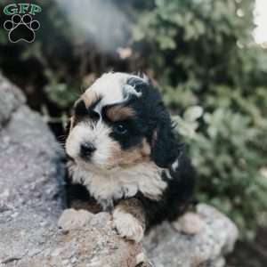 Moose, Mini Bernedoodle Puppy