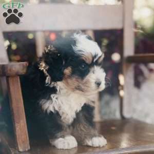 Moose, Mini Bernedoodle Puppy